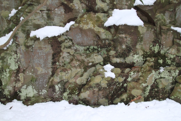Snow and Lichens in Tuscarora State Park PA